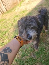 Found/Stray Male Dog last seen Paradise Dr and Safrano St, Midlothian, TX 76065