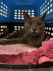Found/Stray Female Cat last seen Bay ridge Avenue between shore and narrows Avenue , Brooklyn, NY 11219