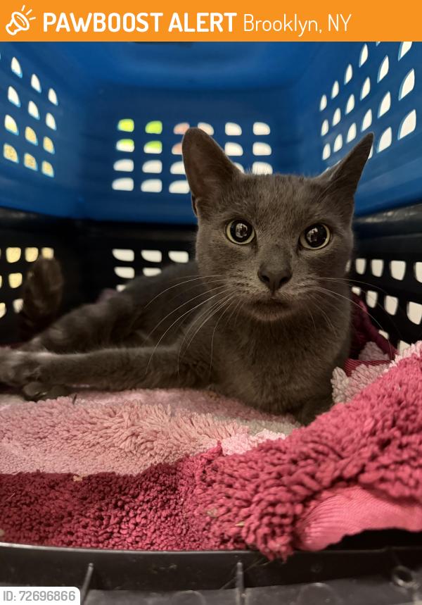 Found/Stray Female Cat last seen Bay ridge Avenue between shore and narrows Avenue , Brooklyn, NY 11219