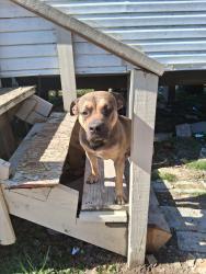 Lost Male Dog last seen Antoine/Beltway 8, Houston, TX 77038