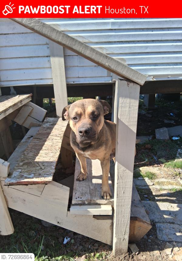 Lost Male Dog last seen Antoine/Beltway 8, Houston, TX 77038