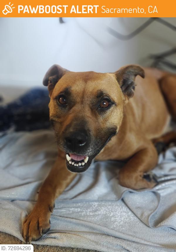 Found/Stray Female Dog last seen El Camino Ave & American Ave, Sacramento, CA 95815