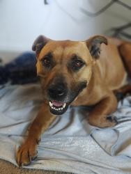 Found/Stray Female Dog last seen El Camino Ave & American Ave, Sacramento, CA 95815