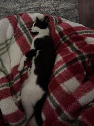 Lost Male Cat last seen Roseine Drive, Warner Robins, GA 31088
