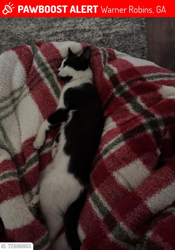 Lost Male Cat last seen Roseine Drive, Warner Robins, GA 31088
