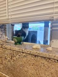 Found/Stray Unknown Cat last seen 15th Ave and Anderson Dr, stays in my back yard, Phoenix, AZ 85023