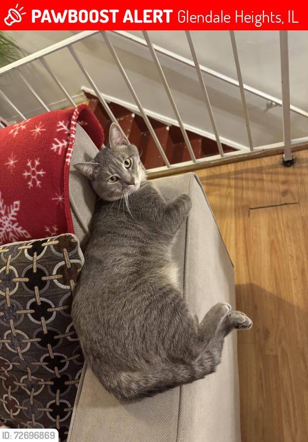Lost Male Cat last seen Rosita north ave , Glendale Heights, IL 60139