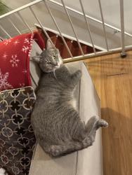 Lost Male Cat last seen Rosita north ave , Glendale Heights, IL 60139