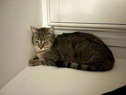 Lost Female Cat last seen Spurred Ct, and Glad Rd, North Potomac, MD 20878