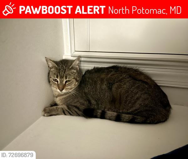 Lost Female Cat last seen Spurred Ct, and Glad Rd, North Potomac, MD 20878