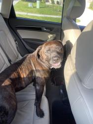 Found/Stray Male Dog last seen 1314/242, Montgomery County, TX 77302