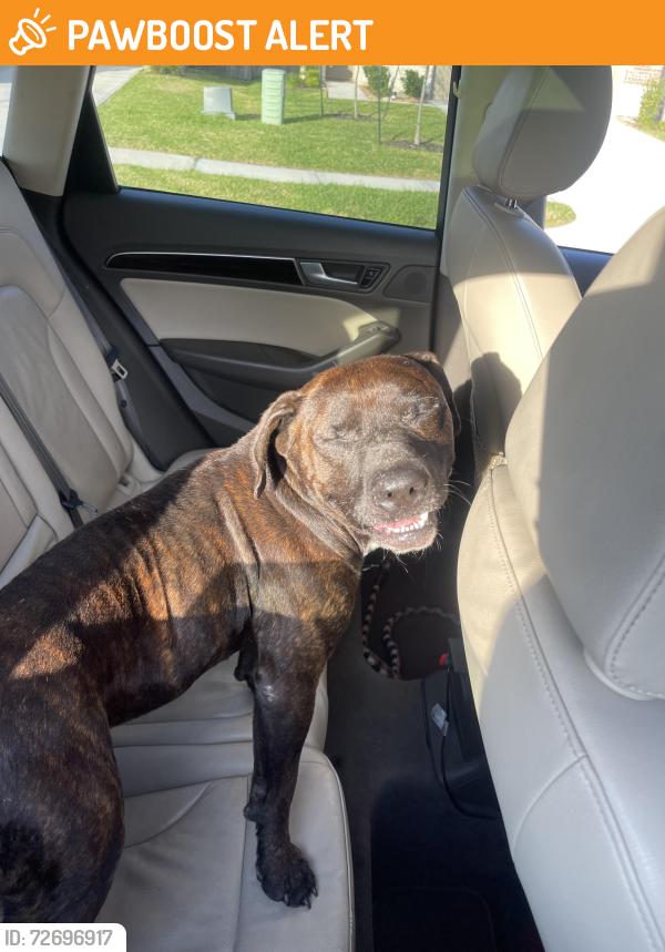 Found/Stray Male Dog last seen 1314/242, Montgomery County, TX 77302