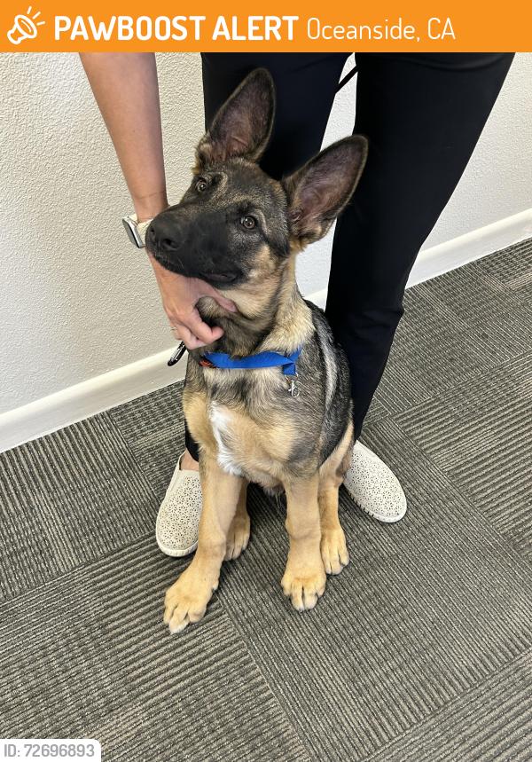 Found/Stray Male Dog last seen Thunder Drive, Oceanside, CA 92056