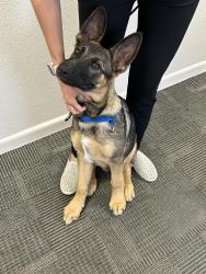 Found/Stray Male Dog last seen Thunder Drive, Oceanside, CA 92056