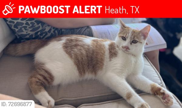 Lost Female Cat last seen Cedar glen ests, Heath, TX 75032