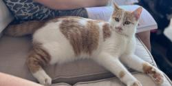 Lost Female Cat last seen Cedar glen ests, Heath, TX 75032