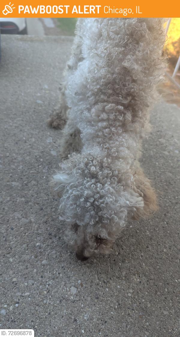 Found/Stray Unknown Dog last seen 97th and Peoria St , Chicago, IL 60643