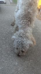 Found/Stray Unknown Dog last seen 97th and Peoria St , Chicago, IL 60643