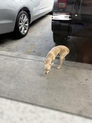 Found/Stray Unknown Dog last seen Santa Fe Avenue Near LBPD station, Long Beach, CA 90810