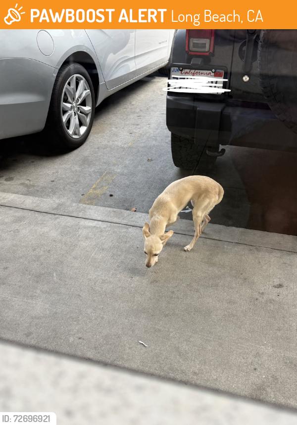 Found/Stray Unknown Dog last seen Santa Fe Avenue Near LBPD station, Long Beach, CA 90810