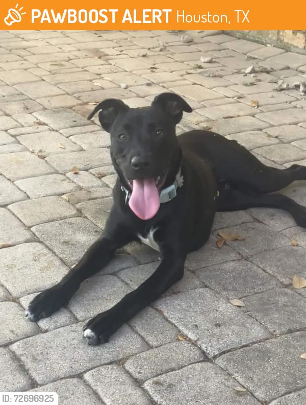 Found/Stray Male Dog last seen traction academy, Houston, TX 77035