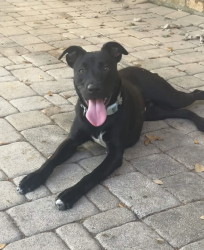 Found/Stray Male Dog last seen traction academy, Houston, TX 77035