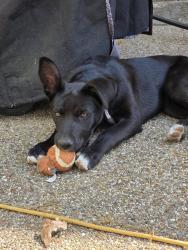 Found/Stray Female Dog last seen Green oaks boulevard and park springs boulevard , Arlington, TX 76017