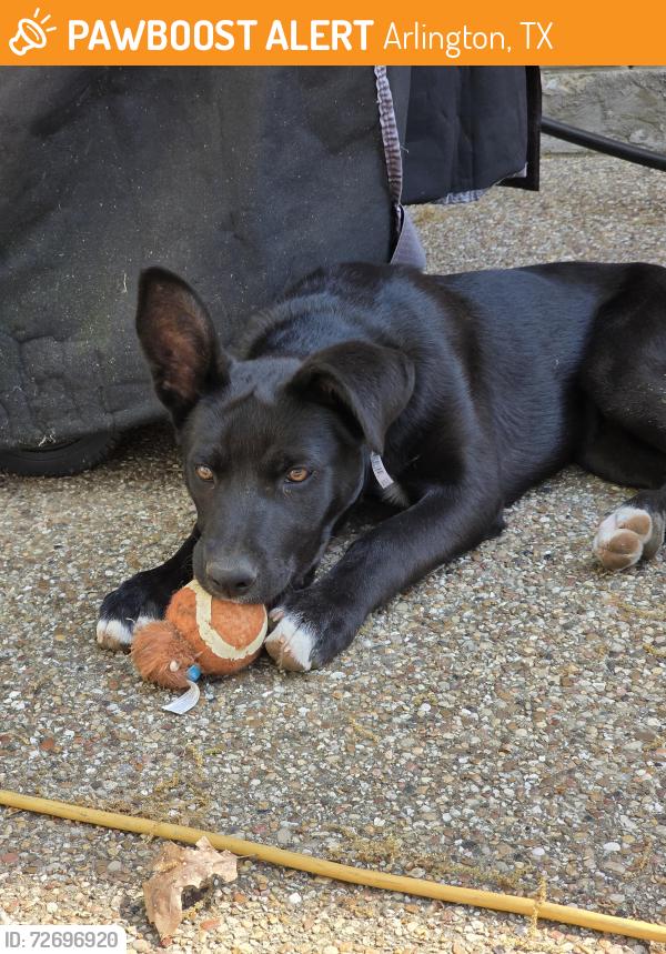 Found/Stray Female Dog last seen Green oaks boulevard and park springs boulevard , Arlington, TX 76017