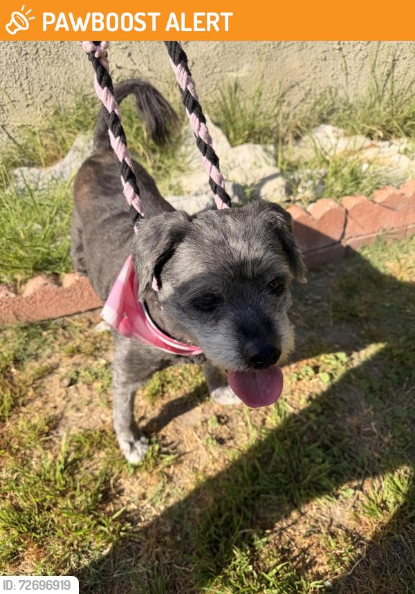 Found/Stray Male Dog last seen Norwalk and Carson, Hawaiian Gardens, CA 90716