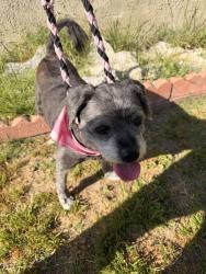 Found/Stray Male Dog last seen Norwalk and Carson, Hawaiian Gardens, CA 90716