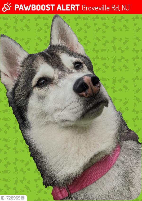 Lost Female Dog last seen Hanna Dog Park, Groveville Rd, NJ 08620