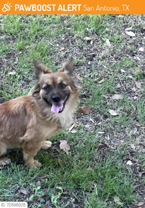 Found/Stray Female Dog last seen Potranco and culebra , San Antonio, TX 78251