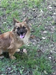 Found/Stray Female Dog last seen Potranco and culebra , San Antonio, TX 78251
