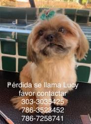 Lost Female Dog last seen Bajada de florida tpke, Homestead, FL 33032