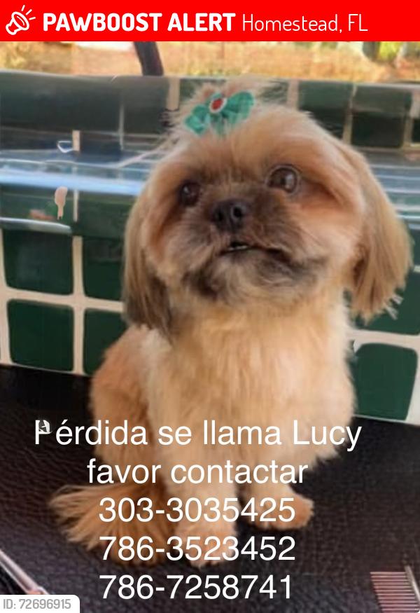 Lost Female Dog last seen Bajada de florida tpke, Homestead, FL 33032