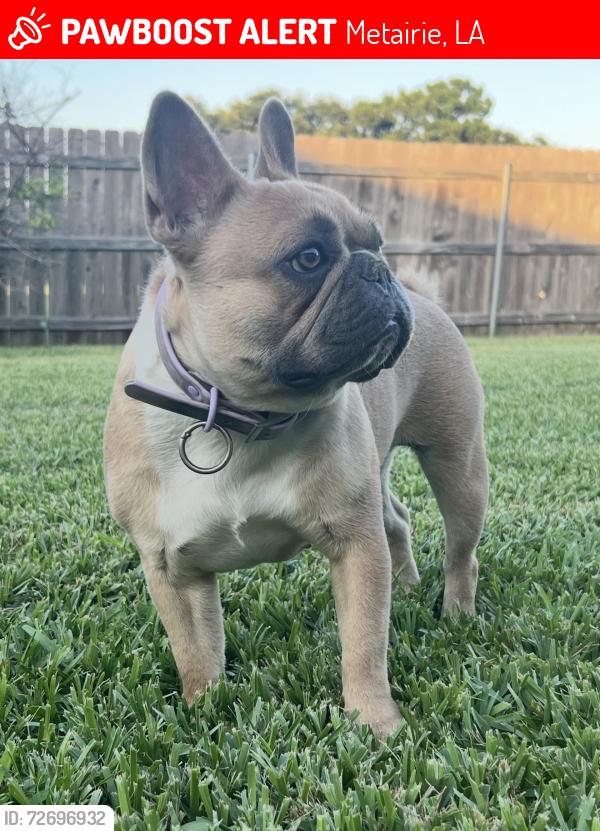Lost Female Dog last seen Memorial Baptist school, Metairie, LA 70003