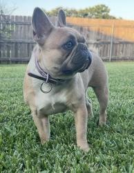 Lost Female Dog last seen Memorial Baptist school, Metairie, LA 70003