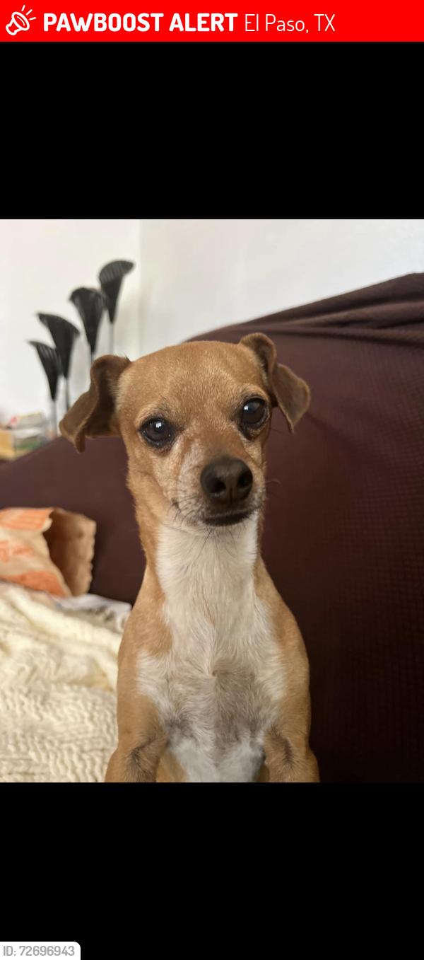 Lost Male Dog last seen Skylark way , El Paso, TX 79922