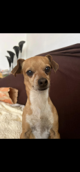 Lost Male Dog last seen Skylark way , El Paso, TX 79922