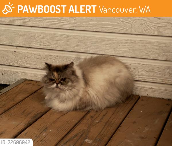 Found/Stray Unknown Cat last seen Hazell Dell, Vancouver, WA 98686