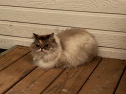 Found/Stray Unknown Cat last seen Hazell Dell, Vancouver, WA 98686