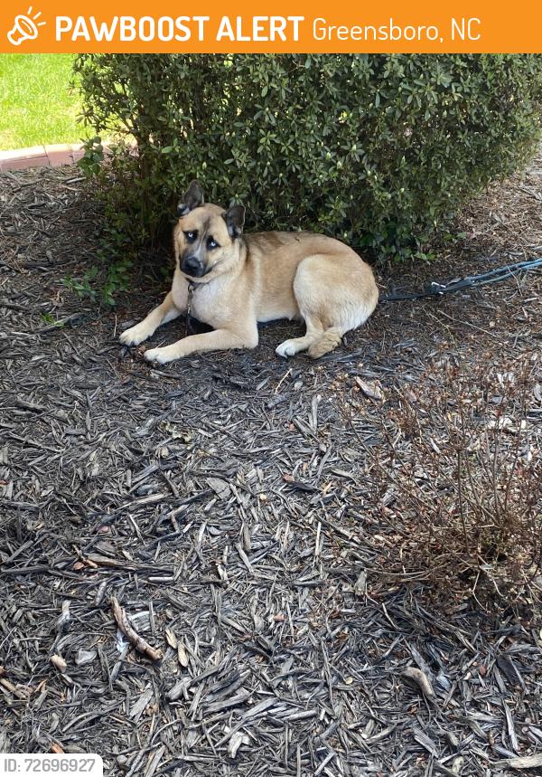 Found/Stray Male Dog last seen Ross & E. Florida, Greensboro, NC 27406