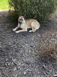 Found/Stray Male Dog last seen Ross & E. Florida, Greensboro, NC 27406