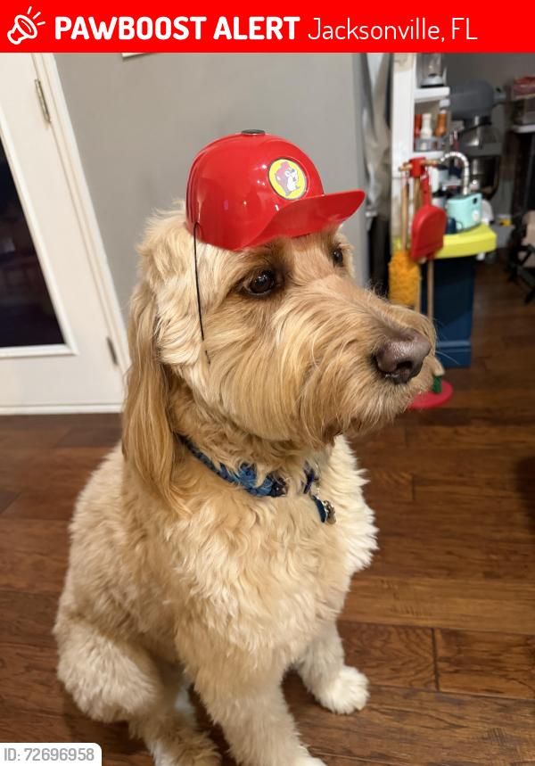 Lost Male Dog last seen Cecil field, Jacksonville, FL 32221