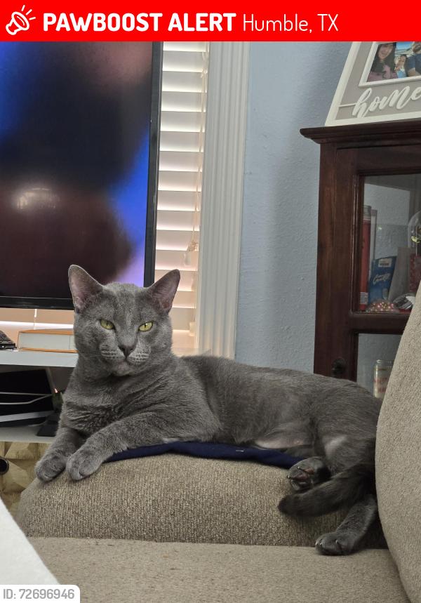 Lost Male Cat last seen N Houston Ave & 1960 Buisness Rd, Humble, TX 77338