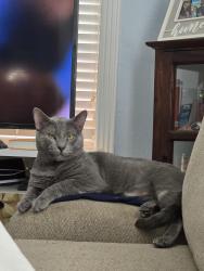 Lost Male Cat last seen N Houston Ave & 1960 Buisness Rd, Humble, TX 77338