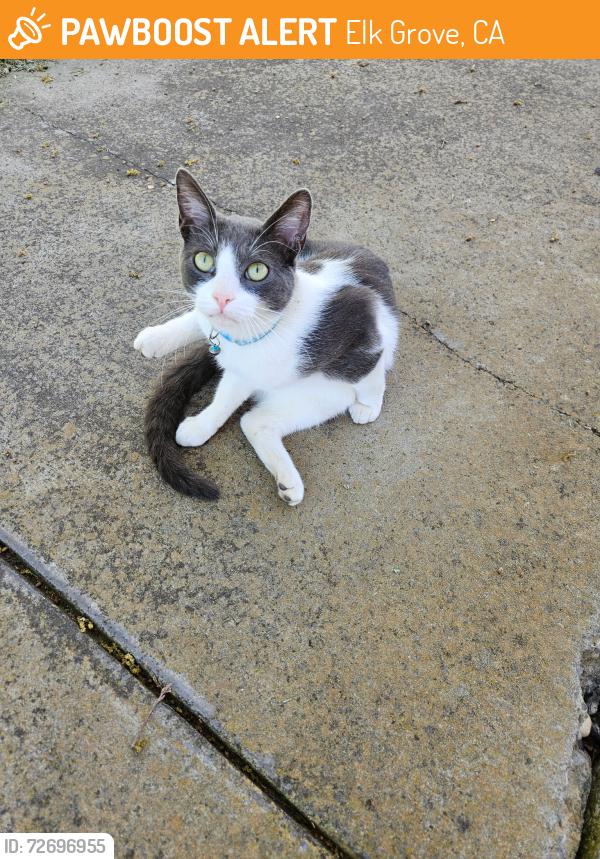 Found/Stray Male Cat last seen Bradford Park, Elk Grove, CA 95757
