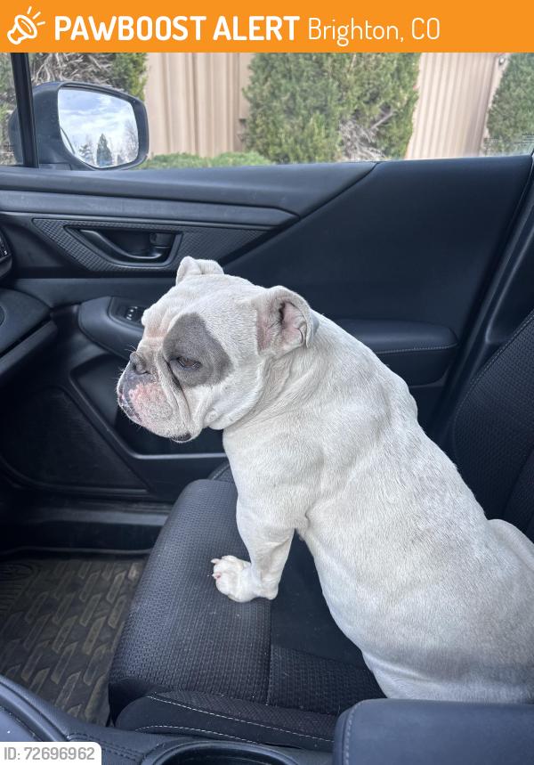 Found/Stray Female Dog last seen Bromley lane and judicial center dr , Brighton, CO 80601