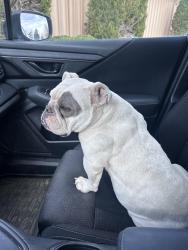 Found/Stray Female Dog last seen Bromley lane and judicial center dr , Brighton, CO 80601