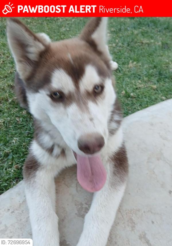 Lost Female Dog last seen Maybe somewhere on golden star Ave , Riverside, CA 92504